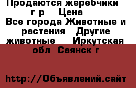 Продаются жеребчики 14,15 16 г.р  › Цена ­ 177 000 - Все города Животные и растения » Другие животные   . Иркутская обл.,Саянск г.